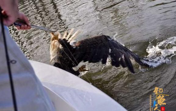 美国亚拉巴马州一男子在野外钓鱼时意外“钓”起了一只秃头鹰