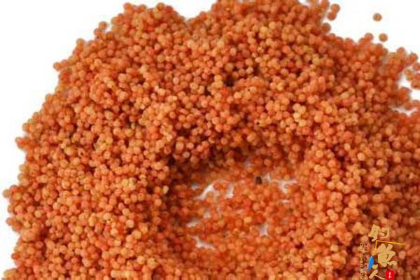 关于日常钓鱼打窝聚鱼，你真的做对了吗