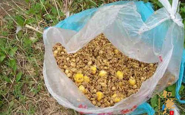 关于日常钓鱼打窝聚鱼，你真的做对了吗