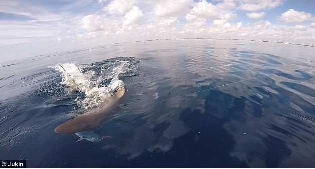 饥饿的牛鲨攻击一位乘坐皮艇垂钓的钓鱼者抢夺钓鱼者猎物 场面惊魂 组图