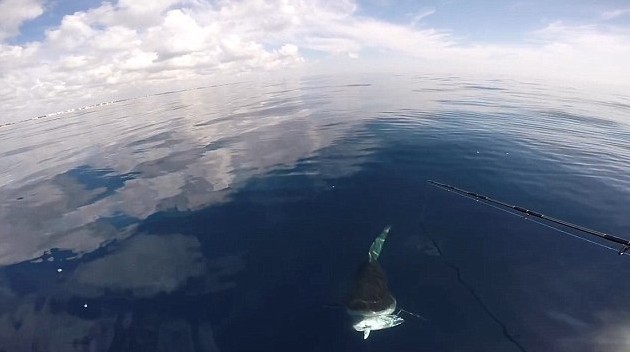 饥饿的牛鲨攻击一位乘坐皮艇垂钓的钓鱼者抢夺钓鱼者猎物 场面惊魂 组图