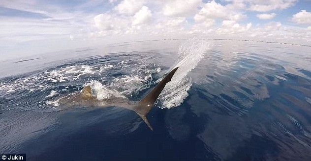 饥饿的牛鲨攻击一位乘坐皮艇垂钓的钓鱼者抢夺钓鱼者猎物 场面惊魂 组图