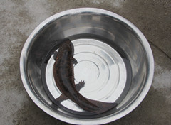 贵阳乌当区一村民钓鱼钓上保护动物娃娃鱼 主动放归大自然 图