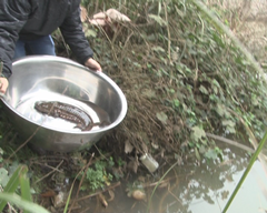 贵阳乌当区一村民钓鱼钓上保护动物娃娃鱼 主动放归大自然 图