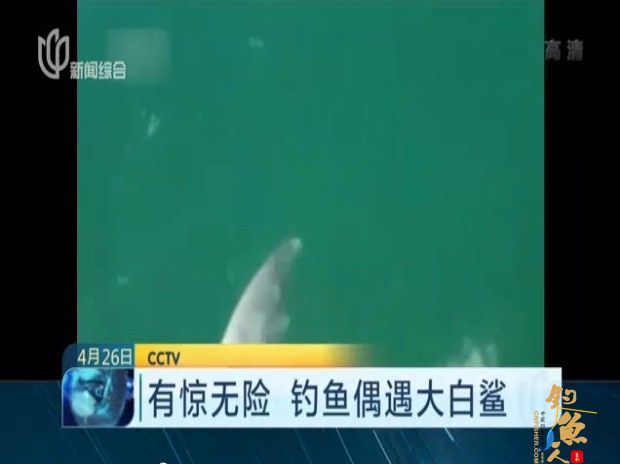 男子小艇挂饵钓鱼 不料引来大白鲨疯狂撕咬 图