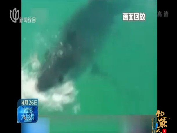 男子小艇挂饵钓鱼 不料引来大白鲨疯狂撕咬 图