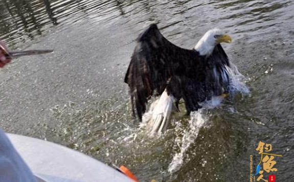 美国男子湖中钓鱼:钓上来秃头鹰
