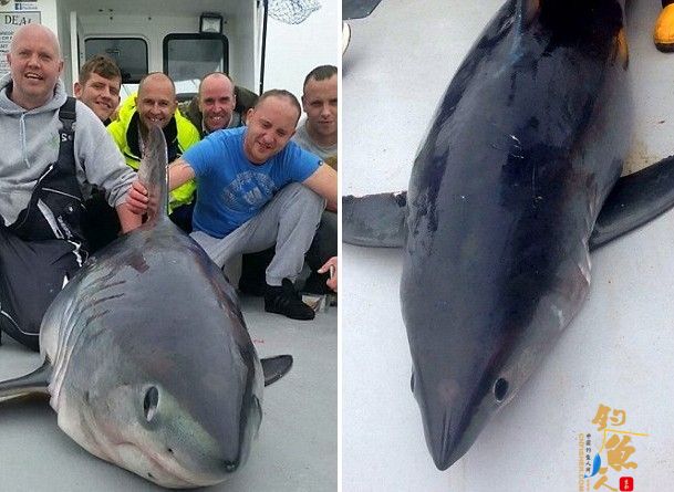 英垂钓爱好者意外钓到重达400斤鼠鲨