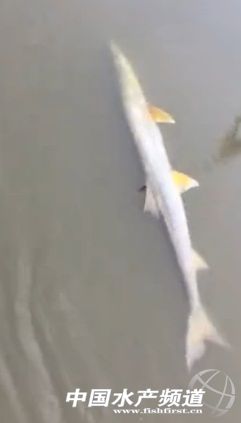 江苏秦州一钓鱼爱好者在野河中钓到一条罕见的55斤重鳡鱼，此鱼专吃小鱼