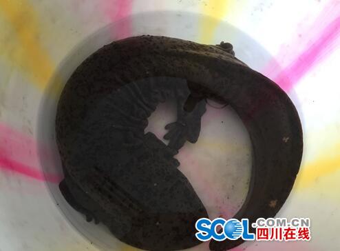 资阳市民李先生于湿地公园钓鱼 意外发现 “娃娃鱼” 图