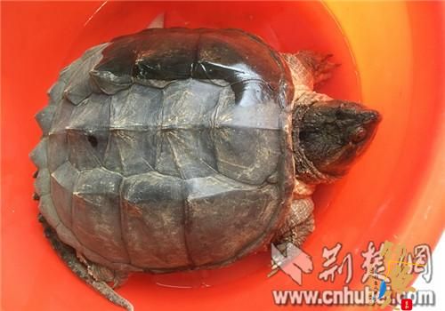 襄阳市民钓鱼钓起一只“乌龟”专家鉴定为外来物种鳄鱼龟（图）不宜放生