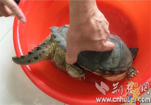 襄阳市民钓鱼钓起一只“乌龟”专家鉴定为外来物种鳄鱼龟（图）不宜放生