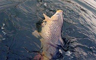 探析跑鱼的3大因素:鱼钩的原因?提竿时机和遛鱼方法或都有不对