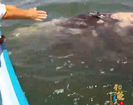 4个国外男子钓鱼时发现两条“龙形生物” 并与之嬉戏 图