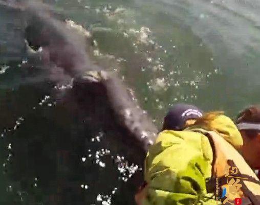 4个国外男子钓鱼时发现两条“龙形生物” 并与之嬉戏 图