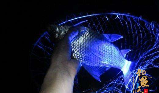 关于夜钓，不同水域钓法全面解析