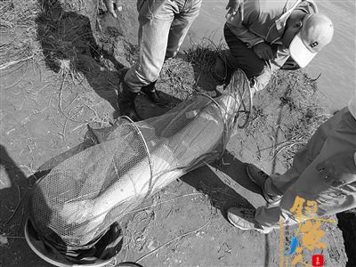 罕见:南京市民长江边钓鱼 钓到50斤重大鳡鱼