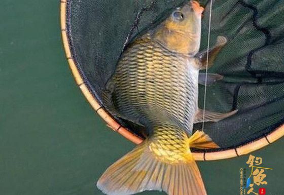 秋天钓鱼不可不知的钓鱼窍门！