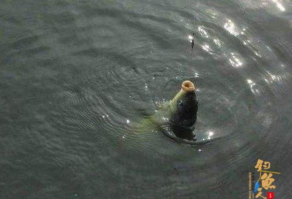 秋天钓鱼不可不知的钓鱼窍门！