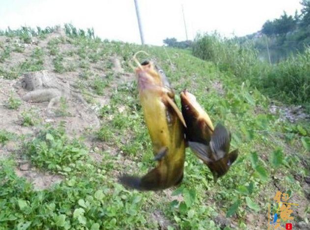 深秋来了,如何垂钓黄颡鱼?