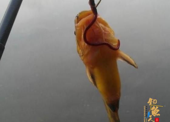 深秋来了,如何垂钓黄颡鱼?