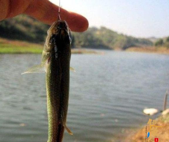 什么是钓接口？打接口的钓鱼技巧！