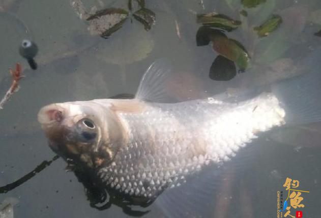 秋天钓鱼,如何选择合适的鱼饵???