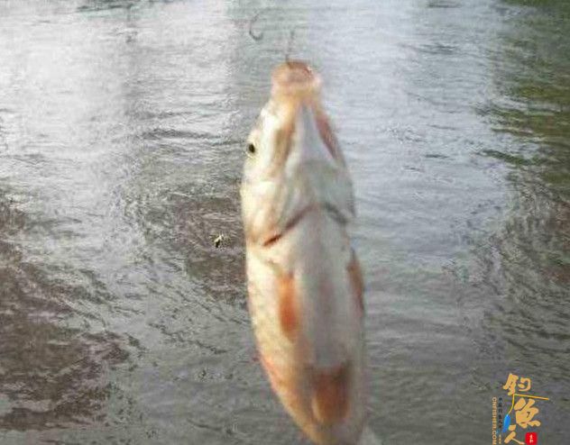 秋天钓鱼,如何选择合适的鱼饵???