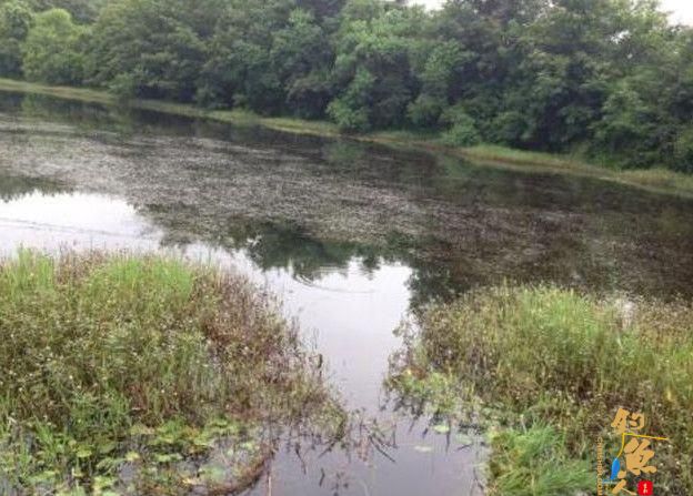 秋天钓鱼,如何选择合适的鱼饵???