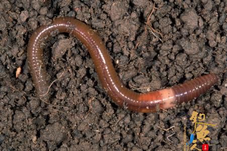 蚯蚓钓鱼用什么打窝,看老钓手用蚯蚓钓鱼的挂钩方法和技巧