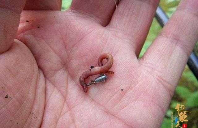 蚯蚓钓鱼用什么打窝,看老钓手用蚯蚓钓鱼的挂钩方法和技巧