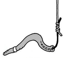 蚯蚓钓鱼用什么打窝,看老钓手用蚯蚓钓鱼的挂钩方法和技巧