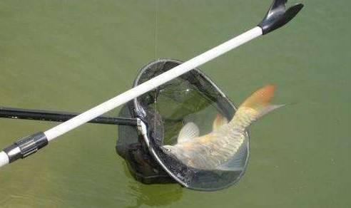 抄进抄网的鱼为什么会飞出去