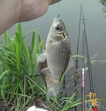 钓鱼老司机，带带我，初次走进钓鱼世界的人