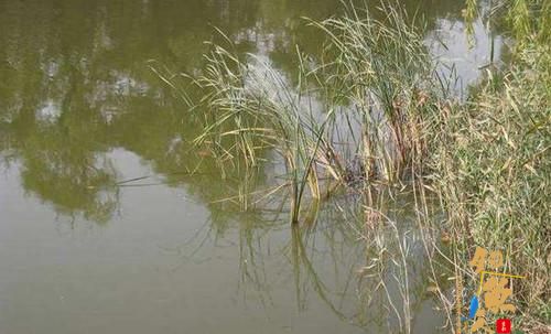 3个春天野钓绝招助你轻松钓获大鱼, 钓鱼人都应该知道