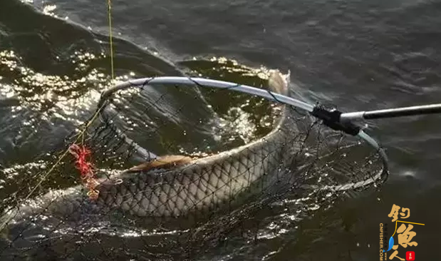 钓鱼的操杆“四不要”---一些刚刚学习钓鱼的新手