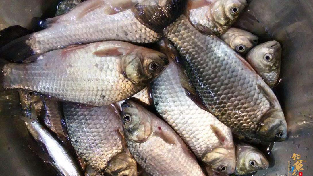 在黑坑钓鱼，如果饵料的雾化和味道没有做到位，鱼口全闭也有可能