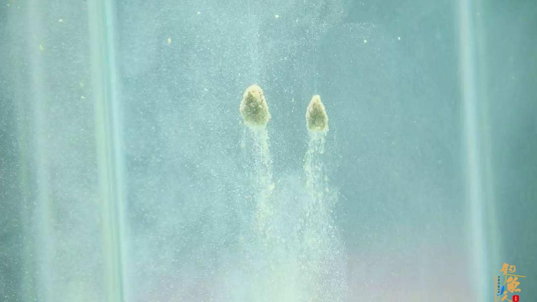 在黑坑钓鱼，如果饵料的雾化和味道没有做到位，鱼口全闭也有可能