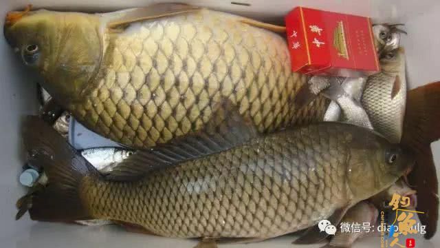 春天钓鱼的用饵之道！