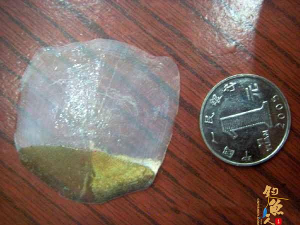 钓鱼人用了40分钟成功将一条接近1米长的大鲤鱼溜翻