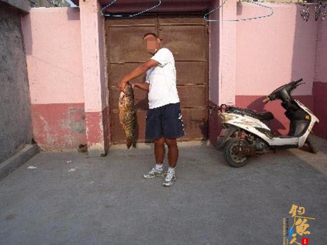 钓鱼人用了40分钟成功将一条接近1米长的大鲤鱼溜翻