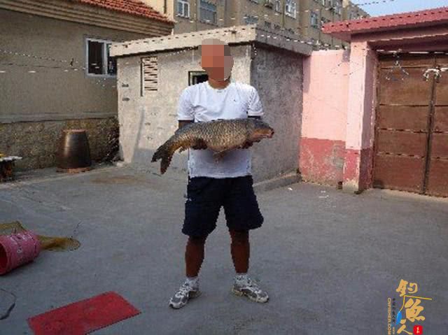 钓鱼人用了40分钟成功将一条接近1米长的大鲤鱼溜翻