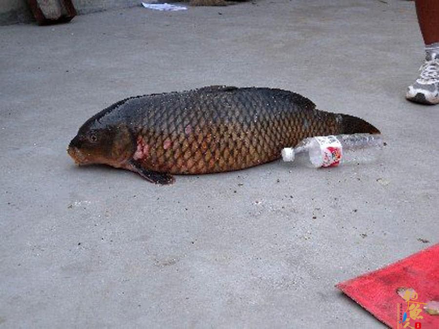 钓鱼人用了40分钟成功将一条接近1米长的大鲤鱼溜翻