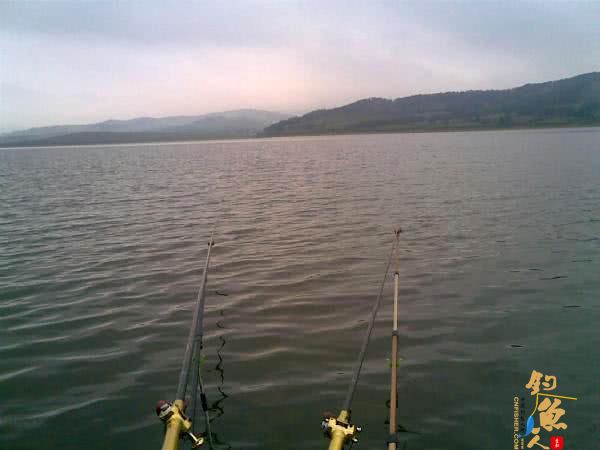 钓鱼人用了40分钟成功将一条接近1米长的大鲤鱼溜翻