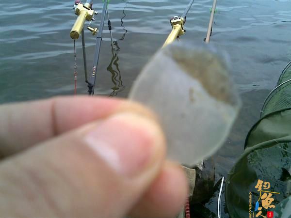 钓鱼人用了40分钟成功将一条接近1米长的大鲤鱼溜翻