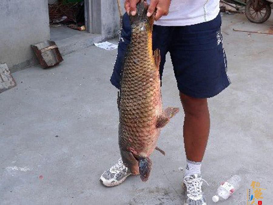 钓鱼人用了40分钟成功将一条接近1米长的大鲤鱼溜翻
