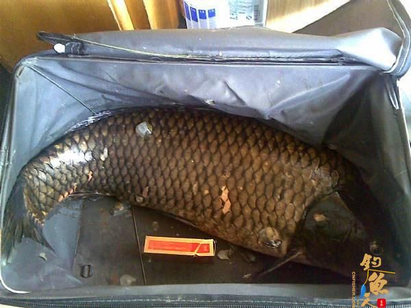 钓鱼人用了40分钟成功将一条接近1米长的大鲤鱼溜翻