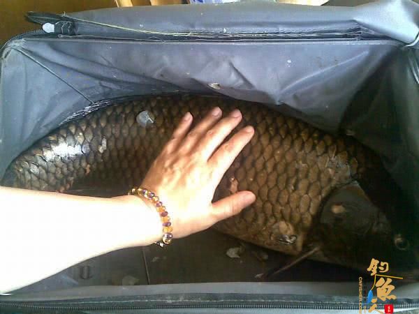 钓鱼人用了40分钟成功将一条接近1米长的大鲤鱼溜翻