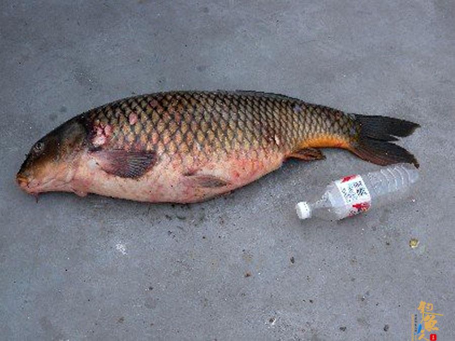 钓鱼人用了40分钟成功将一条接近1米长的大鲤鱼溜翻