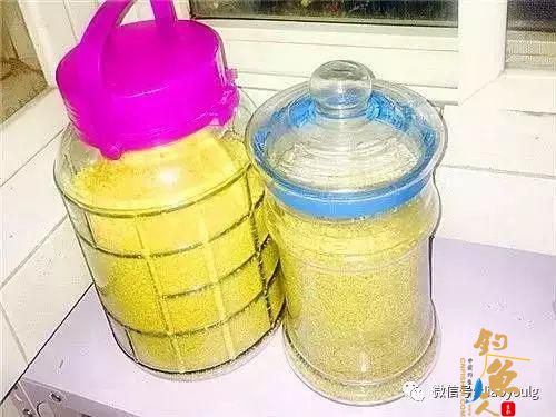 泡制酒米全过程,适合夏秋黑坑钓鱼用